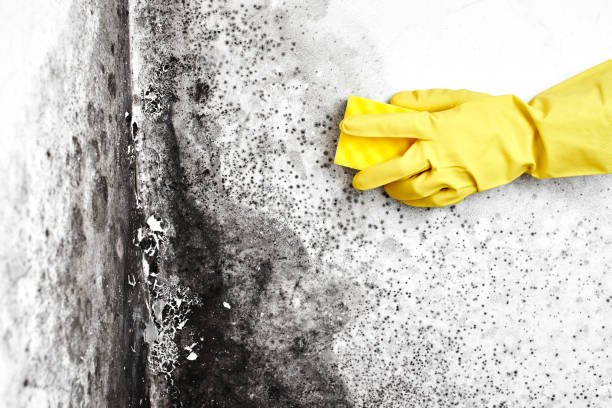 Best Mold Remediation  in Little Round Lake, WI