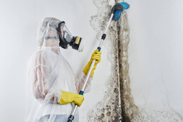 Best Mold Removal Near Me  in Little Round Lake, WI
