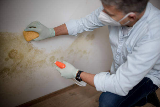 Best Black Mold Removal  in Little Round Lake, WI