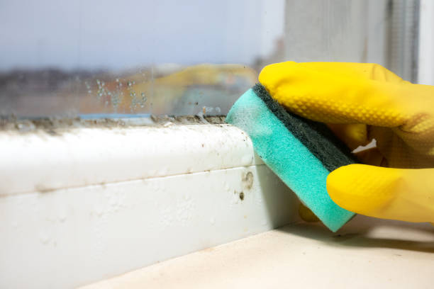 Best Attic Mold Removal  in Little Round Lake, WI
