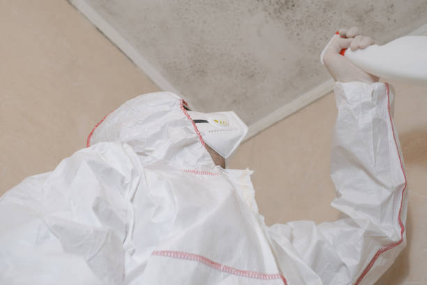 Best Same-Day Mold Removal  in Little Round Lake, WI