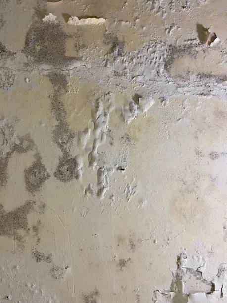 Best Commercial Mold Removal  in Little Round Lake, WI