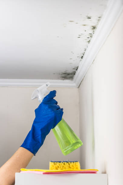 Best Best Mold Removal Companies  in Little Round Lake, WI